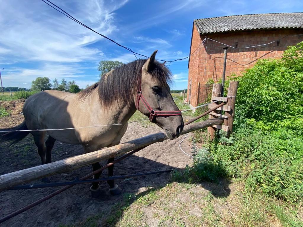 Vila Zacisze U Rysia Brochów Exteriér fotografie